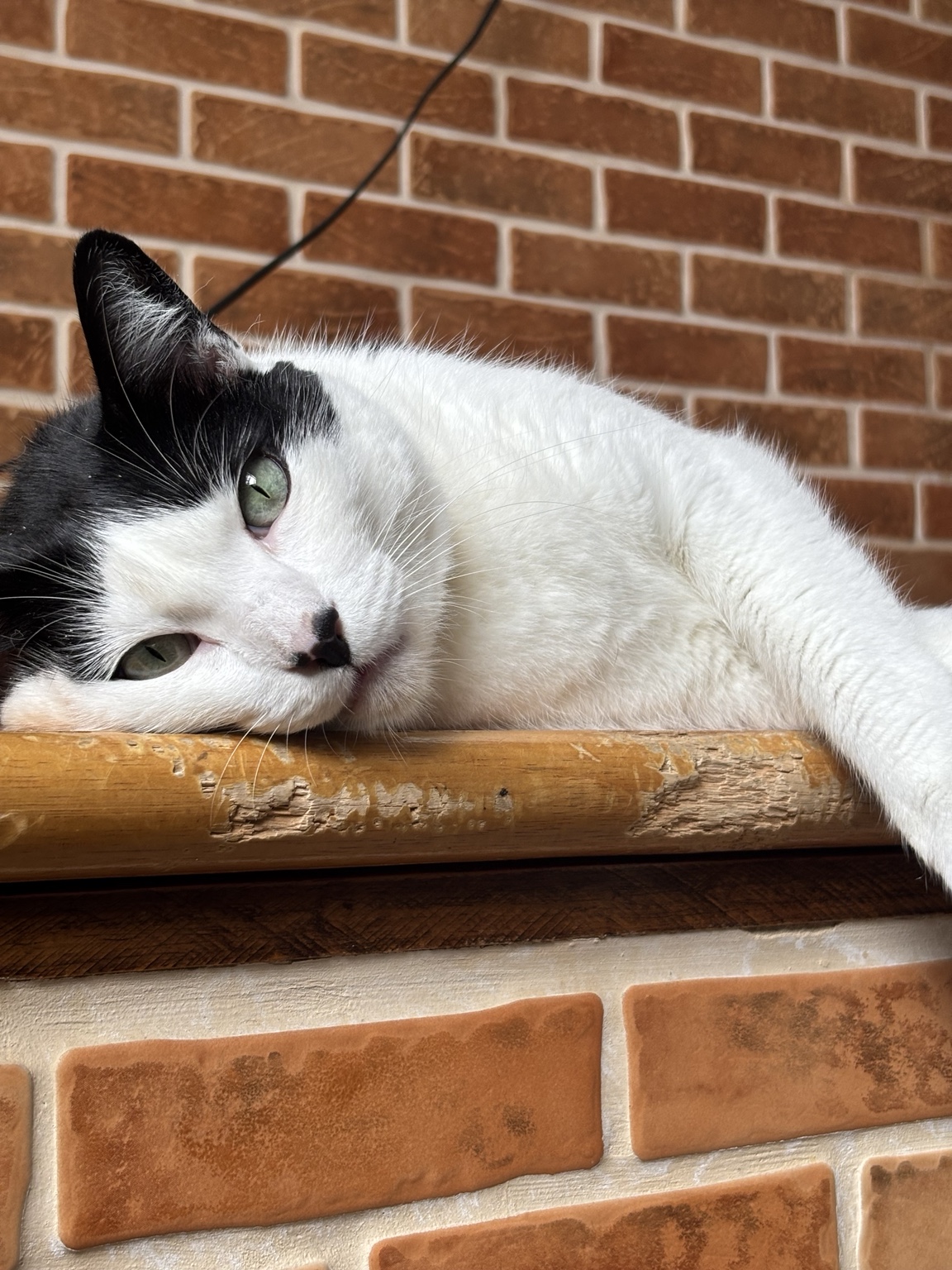 Batman, gato preto e branco, descansando em uma prateleira