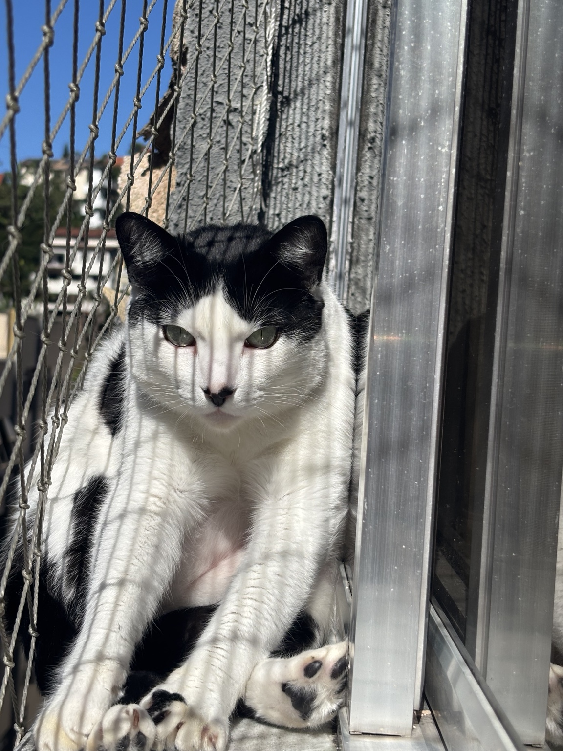 Charlotte, gata preta e branca, tomando sol junto à janela