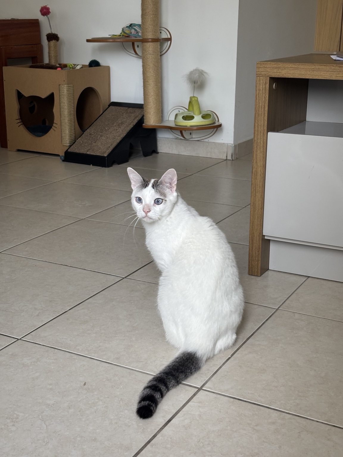 Floquinho, gato branco, sentado na sala de casa