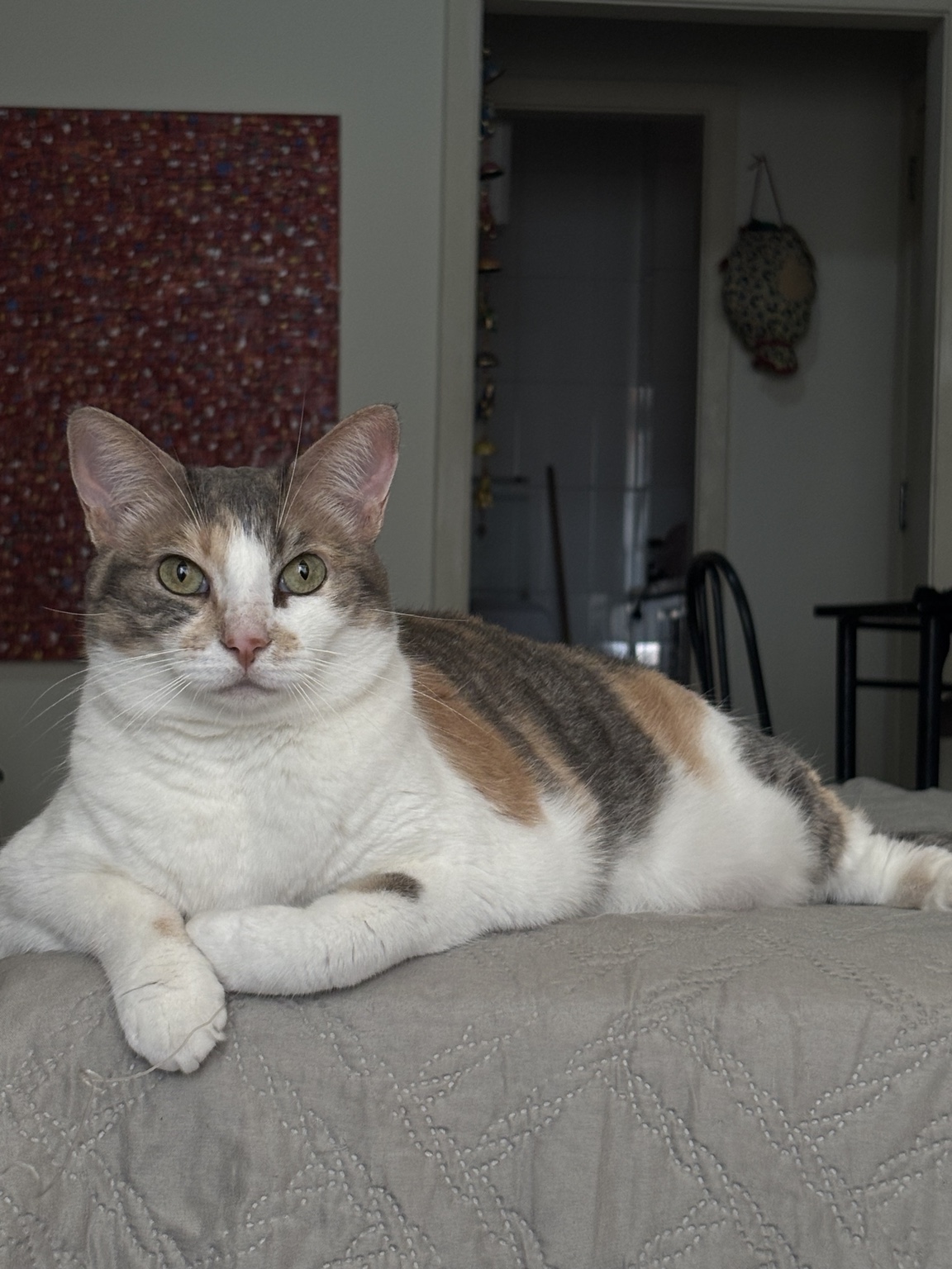 Nina, gata tricolor, deitada confortavelmente na cama