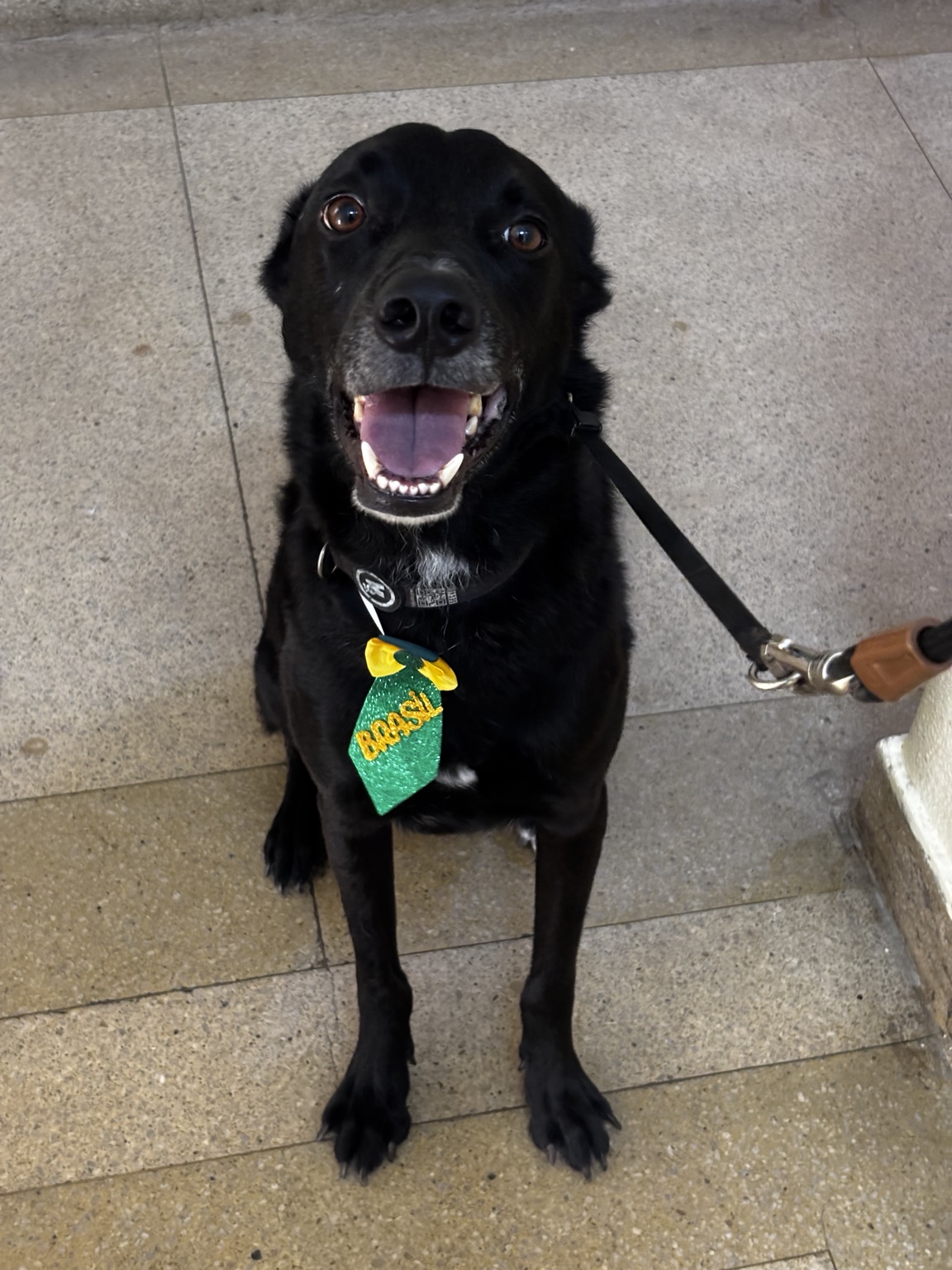 Cachorro preto sorrindo durante um passeio individual